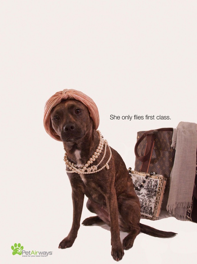 PET AIRWAYS - www.torydawson.com